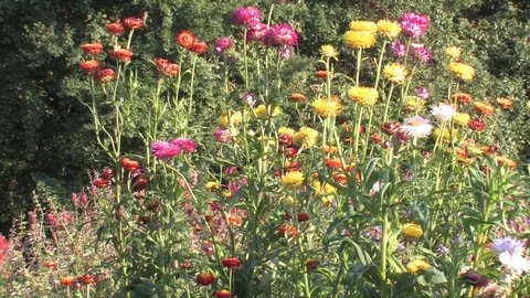 Hd flowers flower Stock Footage 74080671