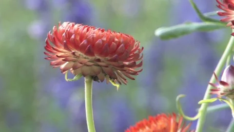 Hd flowers flower Stock Footage 74080704