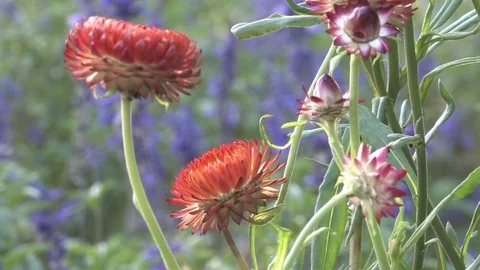Hd flowers flower Stock Footage 74080731