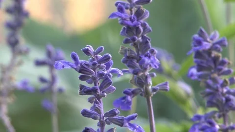 Hd flowers flower Stock Footage 74080746