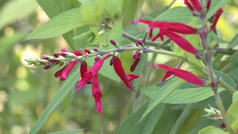 Hd flowers flower Stock Footage 74080767