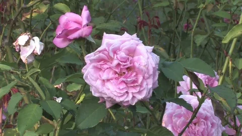 Hd flowers flower Stock Footage 74080796