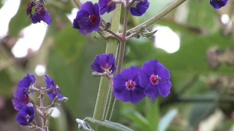 Hd flowers flower Stock Footage 74080839