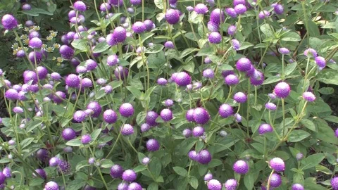 Hd flowers flower Stock Footage 74080852