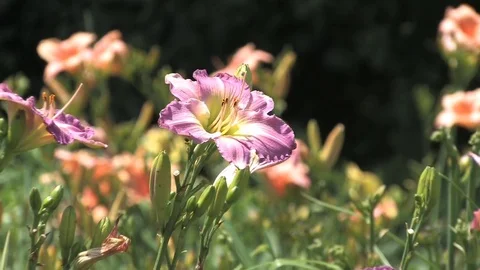Hd flowers flower Stock Footage 74080949