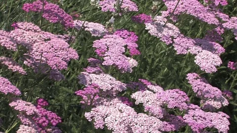 Hd flowers flower Stock Footage 74080988