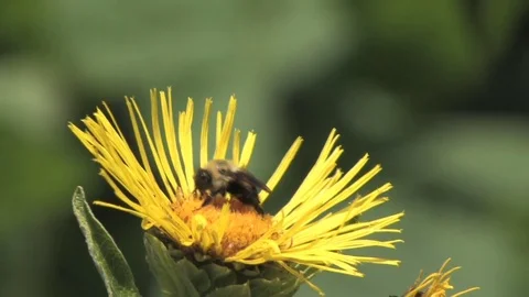 Hd flowers flower Stock Footage 74081002
