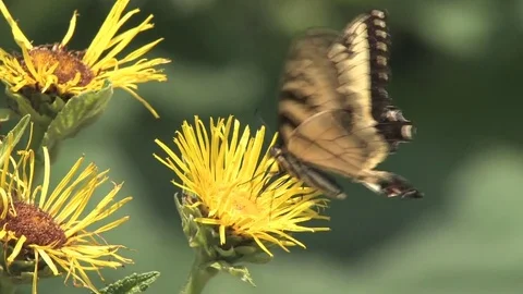 Hd flowers flower Stock Footage 74081056
