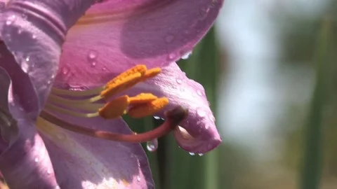 Hd flowers flower Stock Footage 74081074