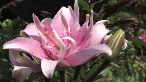 Hd flowers flower Video stock 74081109