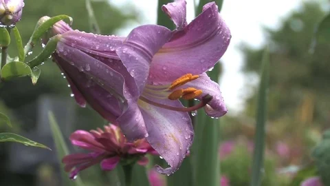 Hd flowers flower Stock Footage 74081146