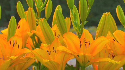 HD flowers Stock-Footage 479815