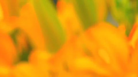 HD flowers Video stock 479816