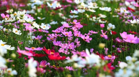 Hd flowers in windy field Video stock 39667283