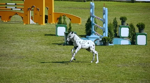 HD - Foal on the show jumping course Stock Footage 41093184