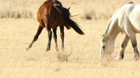HD Foals Grazing in the Yellow Grass Stock Footage 45845346