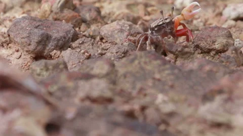 HD footage close up of Fiddler Crab Video stock 44892647