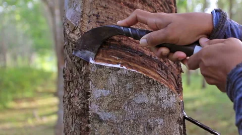 HD Footage, Close up hand of Worker tapping latex from a rubber tree, Thailand 库存影片 40925959