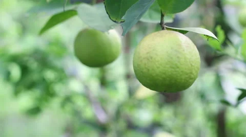 Hd footage close up of lime on tree branch Video stock 55291932