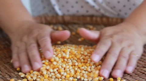 HD footage Corn grains in the hands. Video stock 64309488