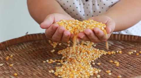 HD footage Corn grains in the hands. Video stock 64309508