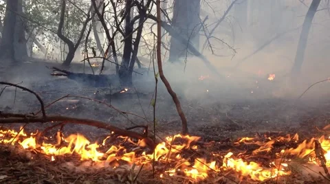 HD footage, a forest fires beginning, close up shot Stock-Footage 49216215