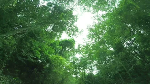 HD footage of a onboard camera, driving in a forest in Trang South of Thailand Video stock 40787642