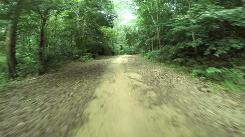 HD footage of a onboard camera, driving in a forest in Trang South of Thailand Video stock 40790918