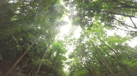 HD footage of a onboard camera, driving in a forest in Trang South of Thailand Stock Footage 40791228