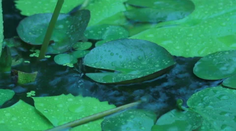 HD footage of Rain falling on lotus leaf Stock Footage