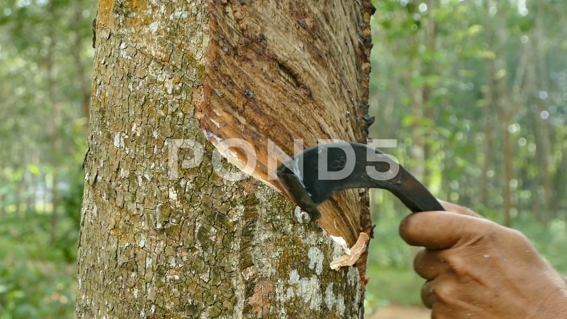 Tapping Trees for Natural Rubber