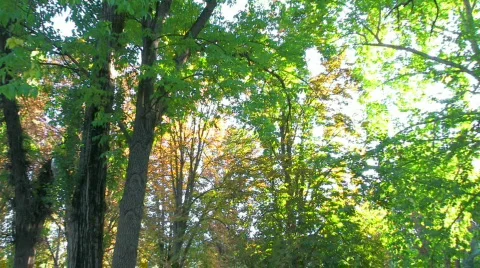 HD Forest with ray behind, panorama Stock Footage 598351