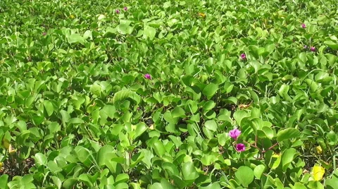 HD Format : Big green leaves moving in the wind. Stock Footage 55754011