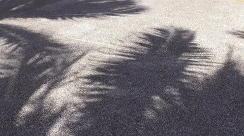 HD Format : Shadow of moving tree branch on stone texture surface background. Stock Footage 55753450