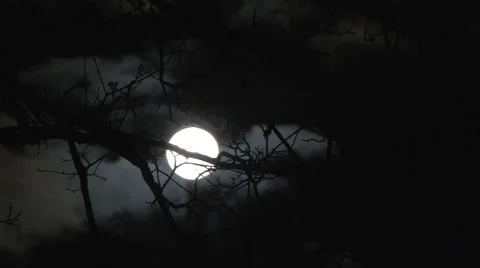 HD Full Moon Time Lapse with Tree 2 Stock Footage