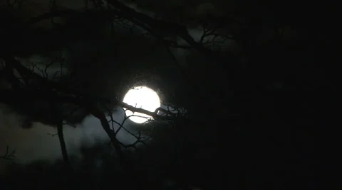 HD Full Moon Time Lapse with Scary Tree Video stock 1103812