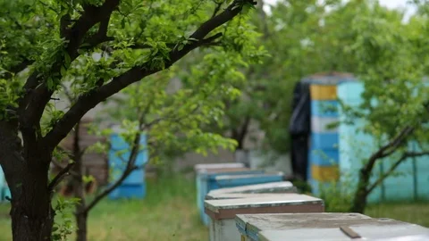 HD General plan on the beehouses going from up to down Stock-Footage 97525424