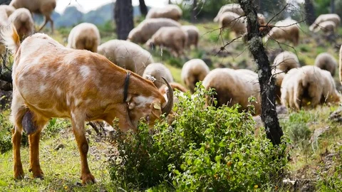 HD. A goat scratches its nose with its paw Stock Footage