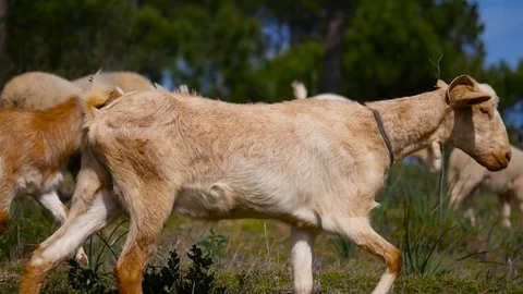 HD. Goat walking in the field Stock Footage 76976102