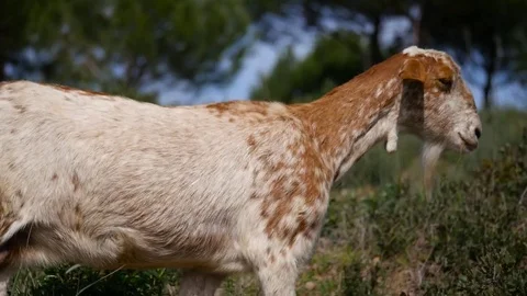 HD. Goat walking in the field Stock Footage 76976119