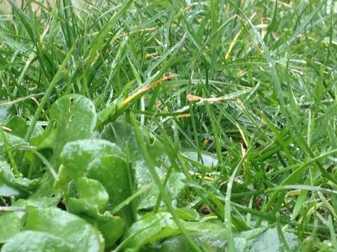 HD Grass Stockfoto's