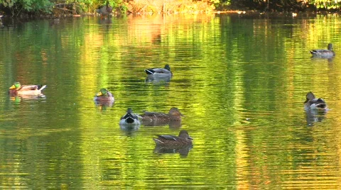 HD Green foliage reflected in the Lake with swimming ducks Stock Footage 598242