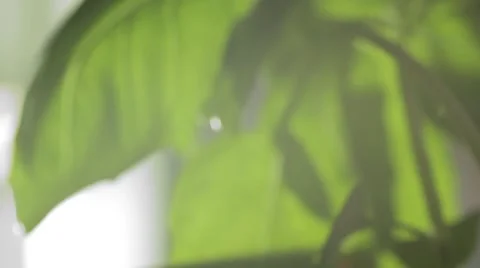 HD Green Leaf Forest with Soft Flare Видео 2769989