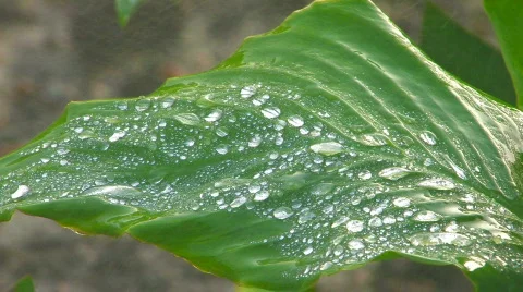 HD Green leaf with rain droplets, closeup Stock Footage 595497