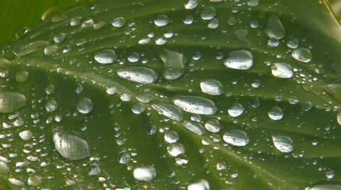 HD Green leaf with sliding raindrops, closeup Stock Footage 595523