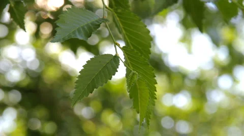 HD Green leaves and branches of the Elm tree Stock Footage