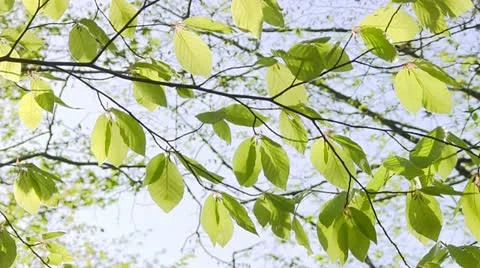 HD: Green leaves Stock Footage 12099974