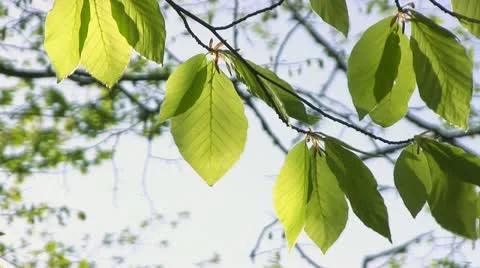 HD: Green leaves Stock Footage 12100288