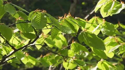 HD: Green leaves Stock Footage 12100527