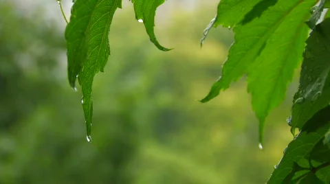 HD green leaves under rain Stock Footage 503767